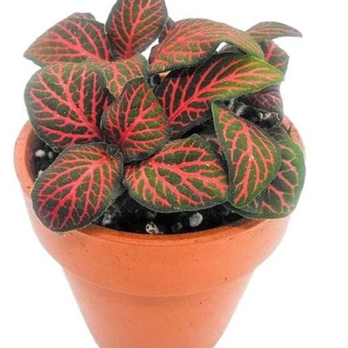 Fittonia Red Leaf small 8 CM - Fresh Indoor Plants