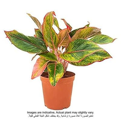 Brook Floras | Chinese Evergreen Pink Siam Plant | Fresh/Live Plants