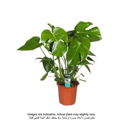 Monstera Deliciosa 50-60 CM - Fresh Indoor Plants