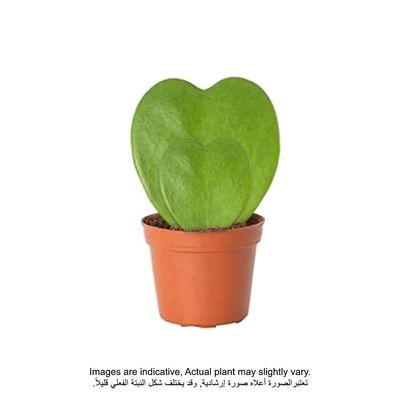 Hoya Double Heart |  Fresh Plants