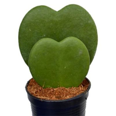 Hoya Double Heart |  Fresh Plants