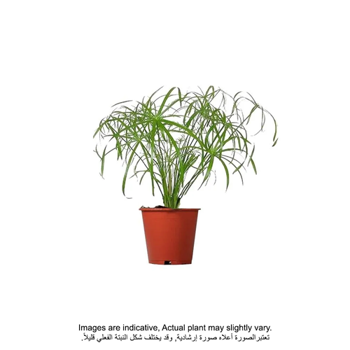 Brook Floras | Cyperus Alternifolius - Fresh Plants