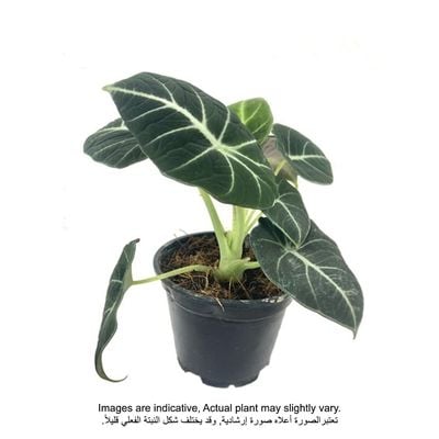 ألوكاسيا فيلفيت | النباتات