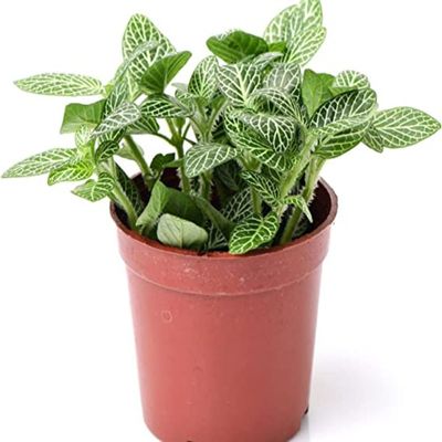 Fittonia green Small | Plants