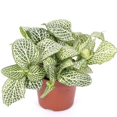 Fittonia green Small | Plants