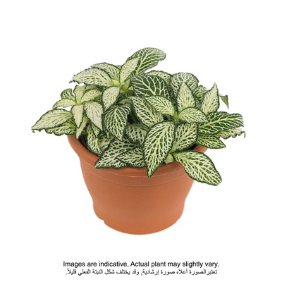 Fittonia green Small | Plants