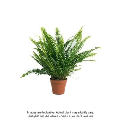 Brook Floras Nephrolepis - Fresh Live Plant Brook Floras Nephrolepis - Fresh Live Plant