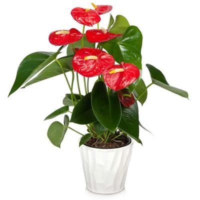 Anthurium Red 40-45 CM | Fresh plant