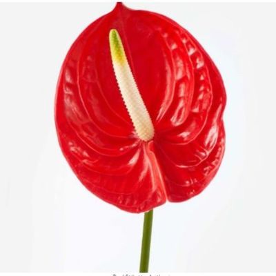 Anthurium Red 40-45 CM | Fresh plant