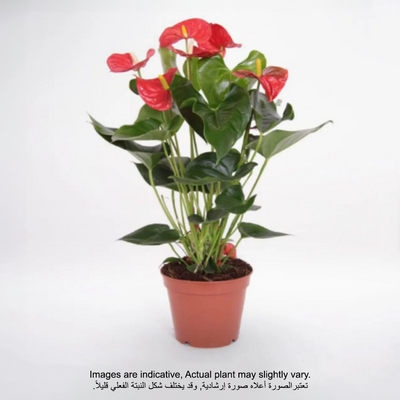Anthurium Red 40-45 CM | Fresh plant