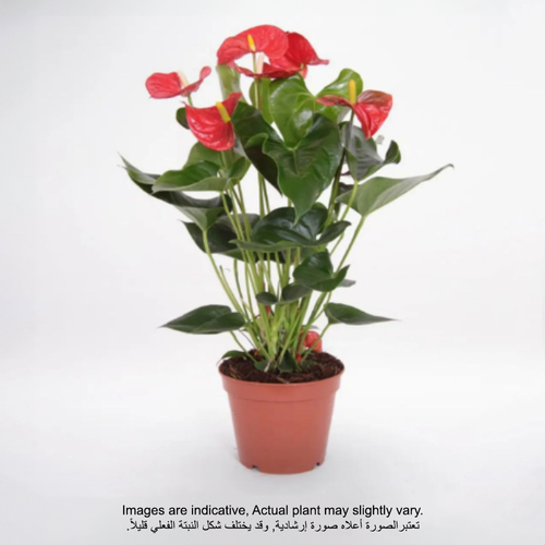 أنثوريوم أحمر 40-45 سم | نبات طازج