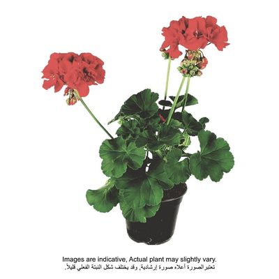 Brook Floras | Geranium 8-10cm Plant | Fresh Indoor Plants