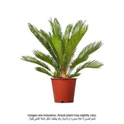 Cycas - 80-100cm - Fresh Plants