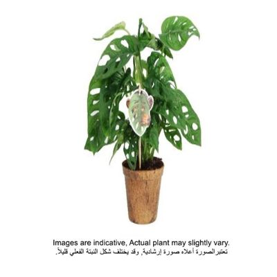 Brook Floras | Monstera Monkey Mask Plant | Fresh/ Live Indoor Plants