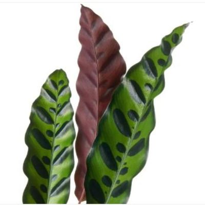 Calathea Freddie Plant - Fresh Plants 