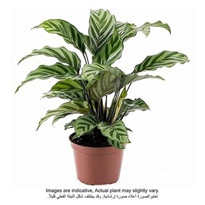 Calathea Freddie Plant - Fresh Plants 