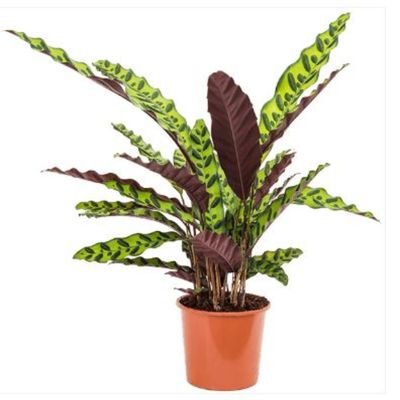 Calathea Freddie Plant - Fresh Plants 