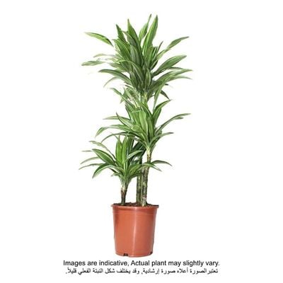Brook Floras | Dracaena lime Pale Plant | Fresh/Live Indoor Plants