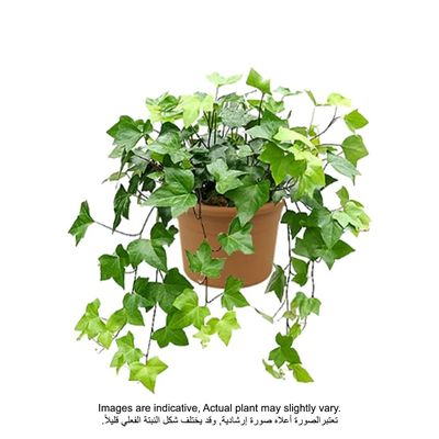 English-ivy 20-30 CM | Fresh Plants