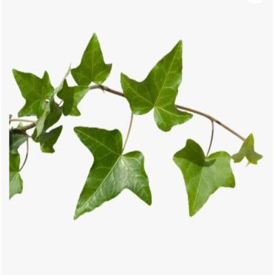 English-ivy 20-30 CM | Fresh Plants