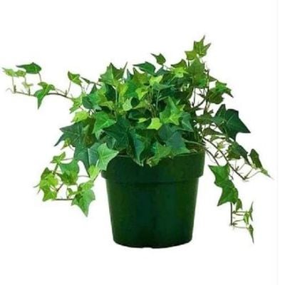 English-ivy 20-30 CM | Fresh Plants