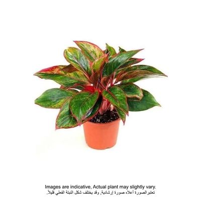 Chinese Evergreen Red Siam - Fresh Indoor Plant