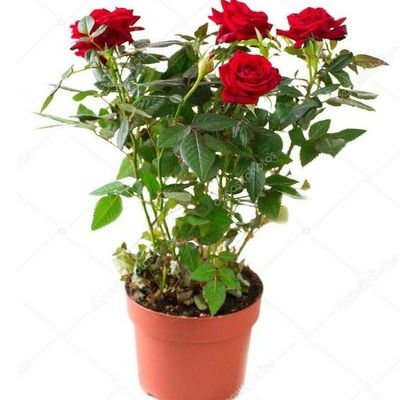 Brook Floras | Rose with pot - (Rose Available Color: pink, white, yellow and red)