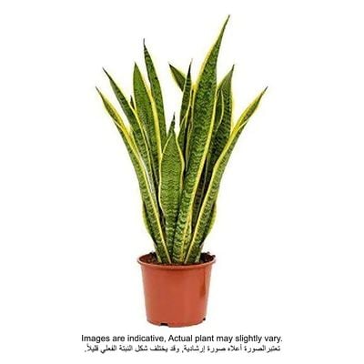 Snake Plant - Fresh Plants