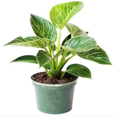 Philodendron Birkin - Fresh Plants