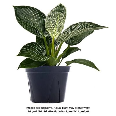 Philodendron Birkin - Fresh Plants