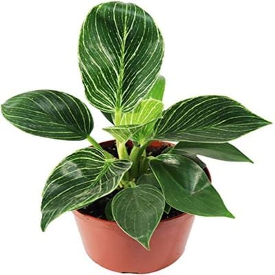 Philodendron Birkin - Fresh Plants