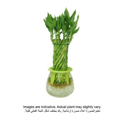 Brook Floras | Water Plant  30-35 CM Plant | Fresh Indoor Plants