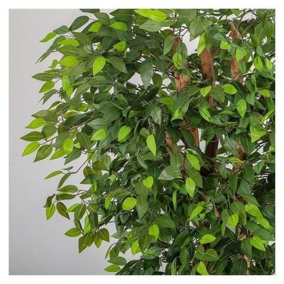 Artificial Ficus plant