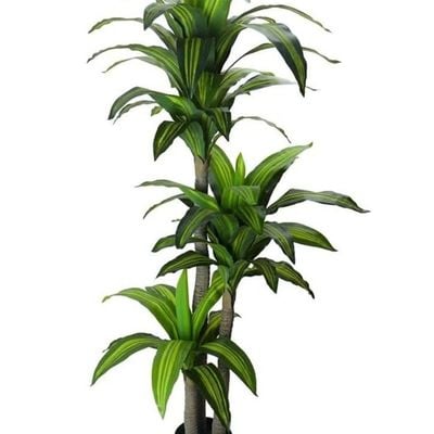 3 Rods Artificial Dracaena Fragrans Plant 1.8 Meters