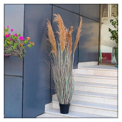 Artificial Grass Plant With Natural Dry Pampas Grass Branches 1.8 Meters