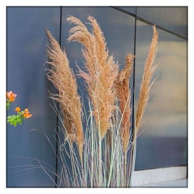 Artificial Grass Plant With Natural Dry Pampas Grass Branches 1.8 Meters