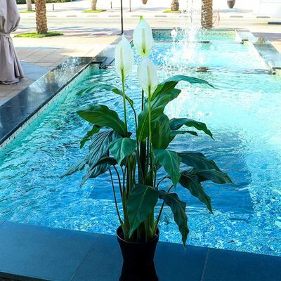 Yatai Artificial White Calla Lily Flowers Plant