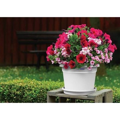 Cosmoplast Plastic Round Flowerpot 6 with Tray-P