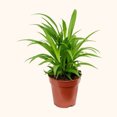 Brook Floras | Chlorophytum Lemon 25-30 CM  -Fresh Indoor Plants