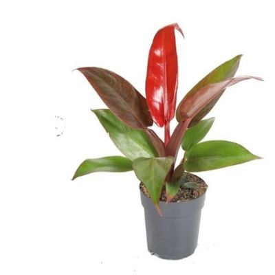 Brook Floras | Philodendron Red Sun 30-35 CM - Fresh Indoor Plants