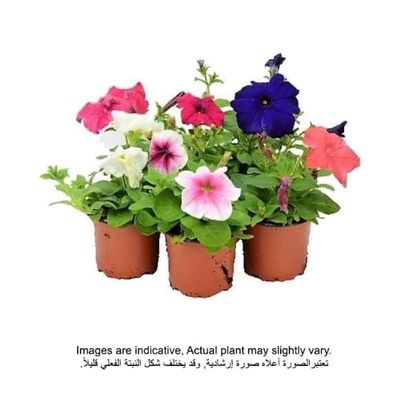 Brook Floras | Petunia Flowering Plants 5-10 CM - 24 PCS - Fresh Outdoor Plants