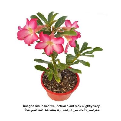 بروك فلوراس | أدينيوم أوبسوم أو وردة الصحراء 30-40 سم- نباتات خارجية طازجة