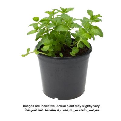بروك فلوراس | نباتات النعناع أو النعناع 10-20 سم - نباتات خارجية طازجة