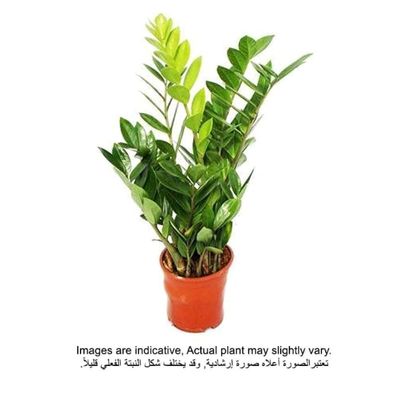بروك فلوراس | Zamioculas Zamiifolia 30-40 سم - نباتات داخلية طازجة
