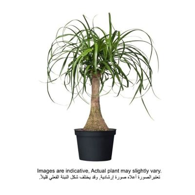 Brook Floras | Nolina recurvata 35-40 CM - Fresh Indoor Plants