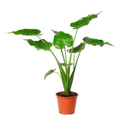 Brook Floras |Buddha's Hand or Alocasia Cucullata 30-40 CM - Fresh Indoor Plants