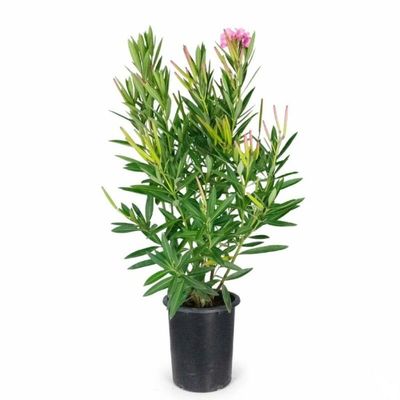 Brook Floras | Nerium oleander 70-90 CM - Fresh Outdoor Plants