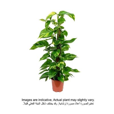 Brook Floras | Money plant/Epipremnum Aureum Moss Stick 80-100 CM- Fresh Indoor Plants