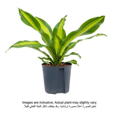 Brook Floras | Dracaena Citho Head 30-40 CM - Fresh Indoor Plants