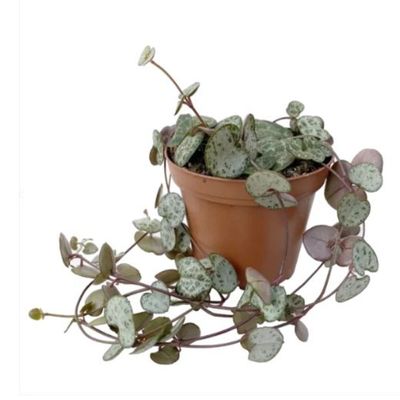 Brook Floras | String of Heart 10-20 CM - Fresh Indoor Plants